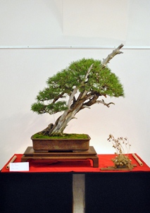 vaclav novak bonsai faja a bonsai es suiseki mustra kiallitas termeben bonsai studio kiallitas a marczika bonsai mustra rendezvenye az erdi varosi galetriaban